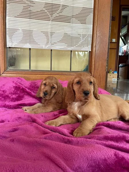 bellissimi cuccioli di cocker spaniel maschi e femmine pronti per l'adozione. | Foto 2