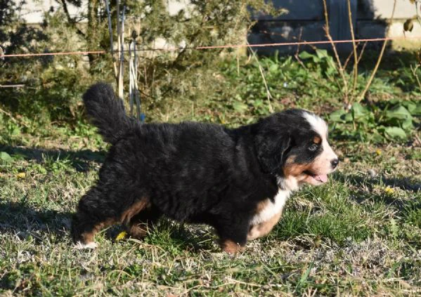 bovari del bernese - cuccioli altissima genealogia | Foto 2