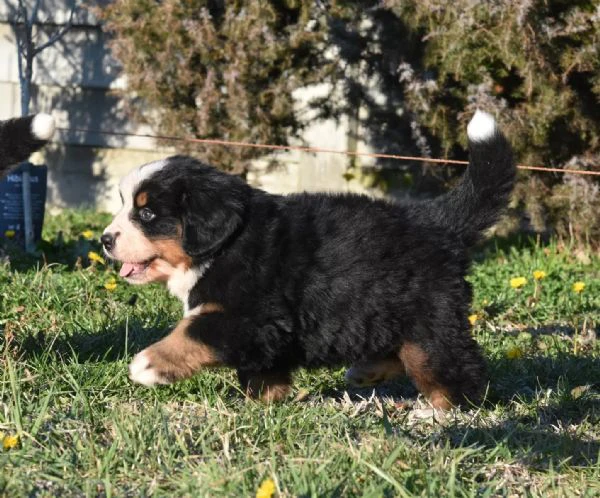 bovari del bernese - cuccioli altissima genealogia | Foto 0