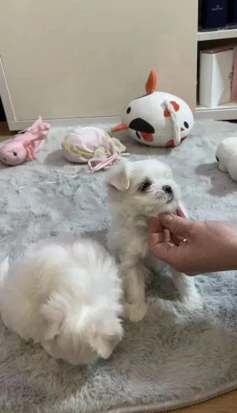 disponibile ulrimi cucciolo di maltese maschioe femmina