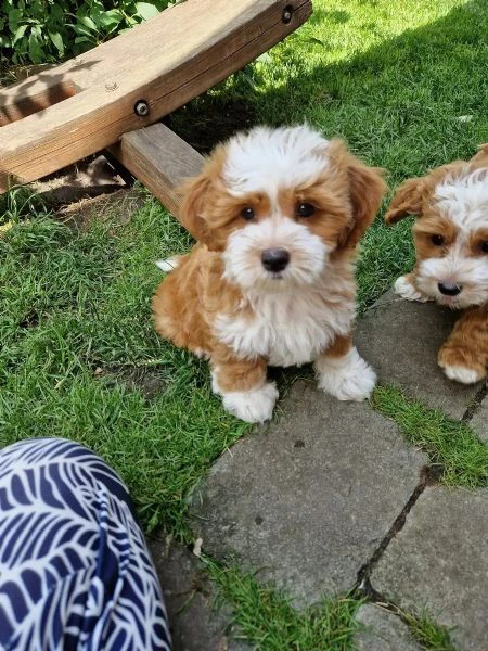 cucciole bichon havanais pedigree enci | Foto 2