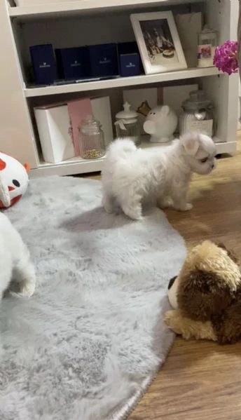 regalo cucciolo bellissimi cuccioli di maltese