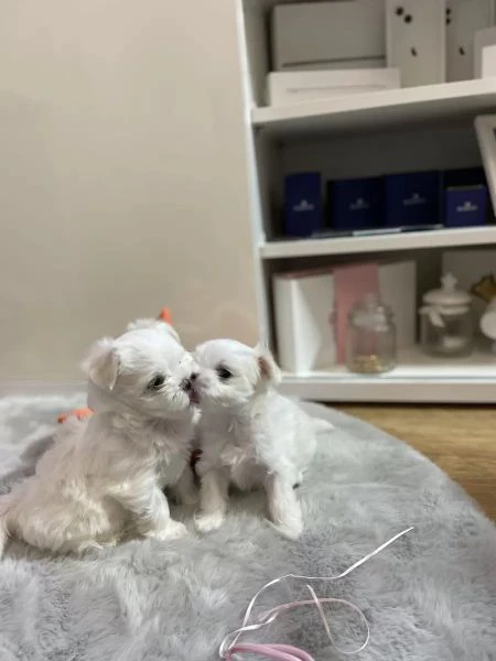 regalo cucciolo bellissimi cuccioli di maltese | Foto 1