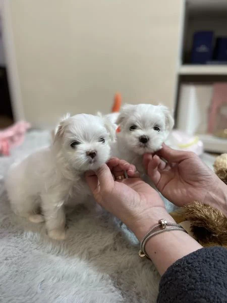 dolcissimi cuccioli maltesi di razza pura | Foto 1