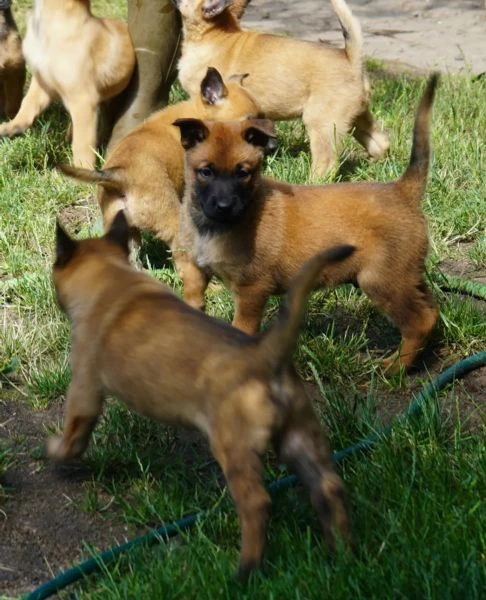 3 cuccioli di pastore belga malinois | Foto 2