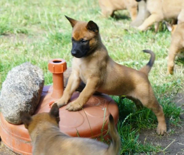 kuccioli pastore belga malinois maschio e femmina