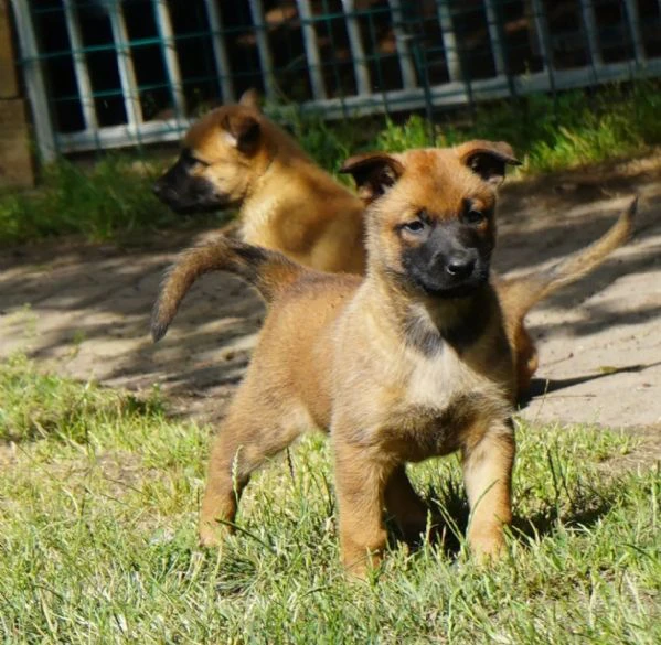 kuccioli pastore belga malinois maschio e femmina | Foto 1