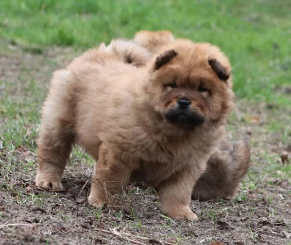 meravigliosi cuccioli di chow chow