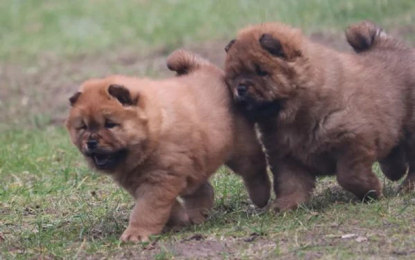 meravigliosi cuccioli di chow chow | Foto 2