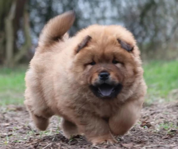 chow chow maschio/femmina