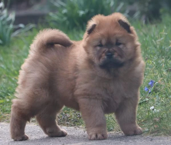 cuccioli di chow chow maschio/femmina avente: | Foto 0