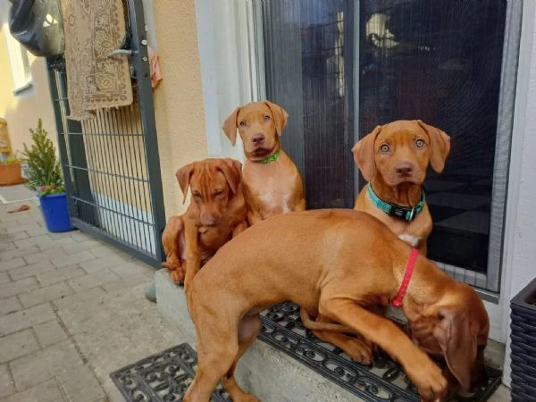 disponibili cuccioli rhodesian ridgeback con pedigree | Foto 1