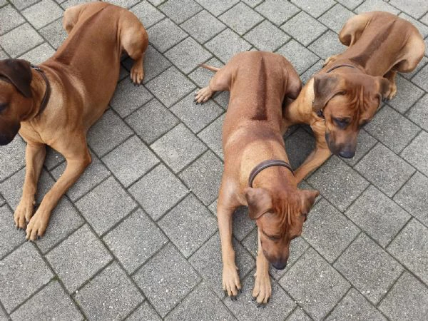 cuccioli di rhodesian ridgeback con pedigree | Foto 3