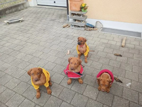 cuccioli di rhodesian ridgeback con pedigree | Foto 0