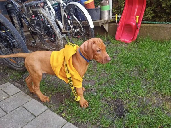 cuccioli di rhodesian ridgeback con pedigree