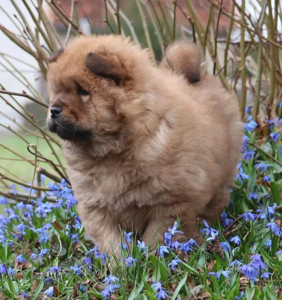 disponibili cuccioli di chow chow | Foto 2