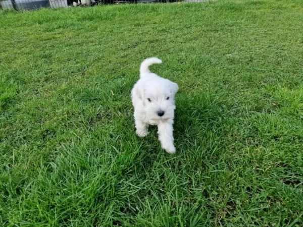 cuccioli di schnauzer nano