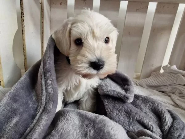 cuccioli disponibili di zwergschnauzer pepe sale | Foto 2