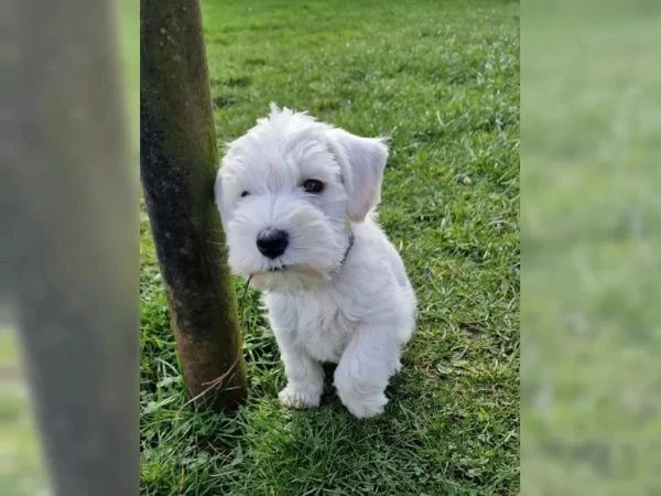 cuccioli disponibili di zwergschnauzer pepe sale | Foto 1