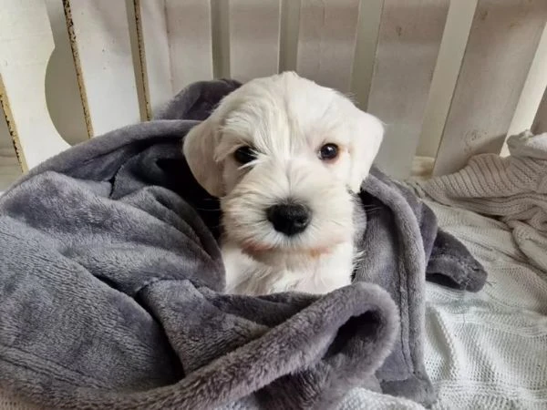 cuccioli disponibili di zwergschnauzer pepe sale | Foto 0