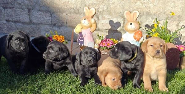 cuccioli di labrador disponibili in diversi colori | Foto 5