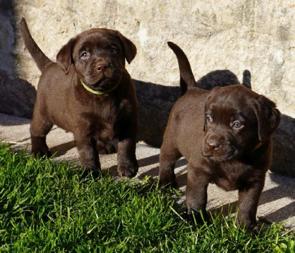 cuccioli di labrador disponibili in diversi colori | Foto 4