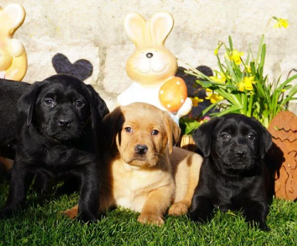 cuccioli di labrador disponibili in diversi colori | Foto 1