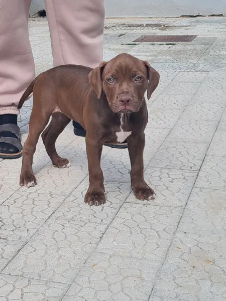 cuccioli  pitbull  2 mesi con pedigree  | Foto 6