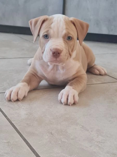 cuccioli  pitbull  2 mesi con pedigree  | Foto 1