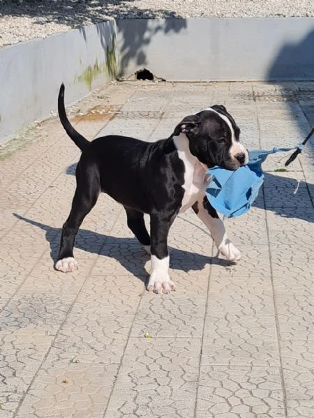 cuccioli  pitbull  2 mesi con pedigree 