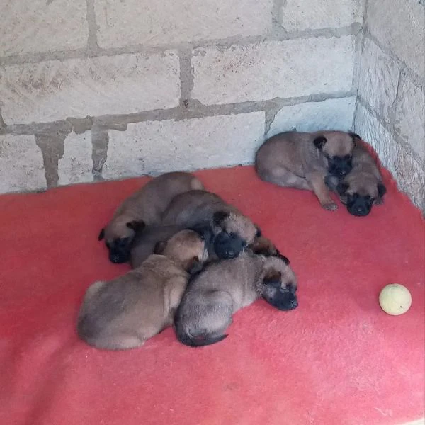 cuccioli malinois | Foto 3