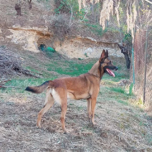 cuccioli malinois | Foto 1