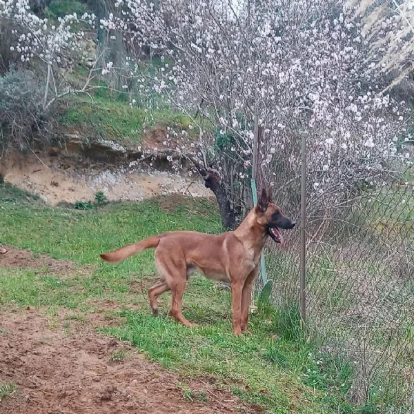 cuccioli malinois | Foto 0