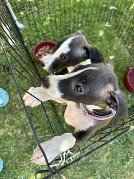 cuccioli di levriero italiano