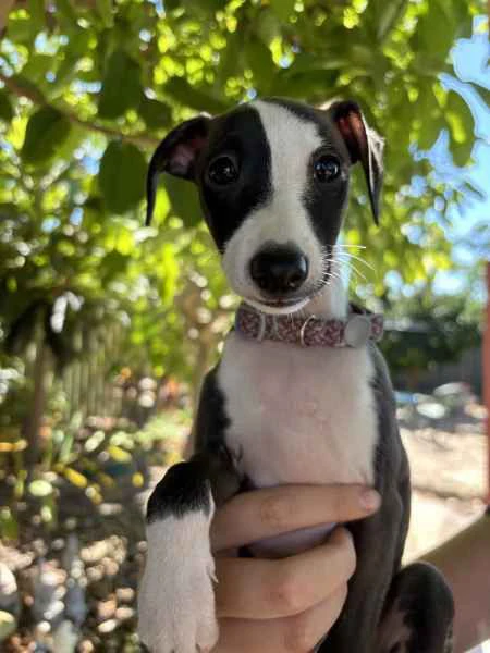 cuccioli di levriero italiano | Foto 2