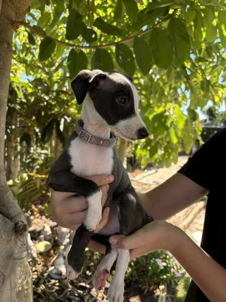 cuccioli di levriero italiano | Foto 1