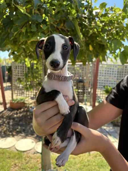 cuccioli di levriero italiano | Foto 0