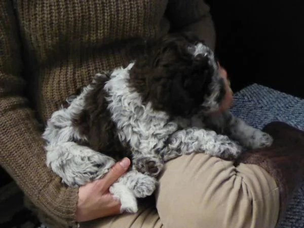 cuccioli di lagotto romagnolo  | Foto 2