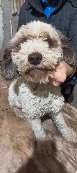 cuccioli di lagotto romagnolo  | Foto 1