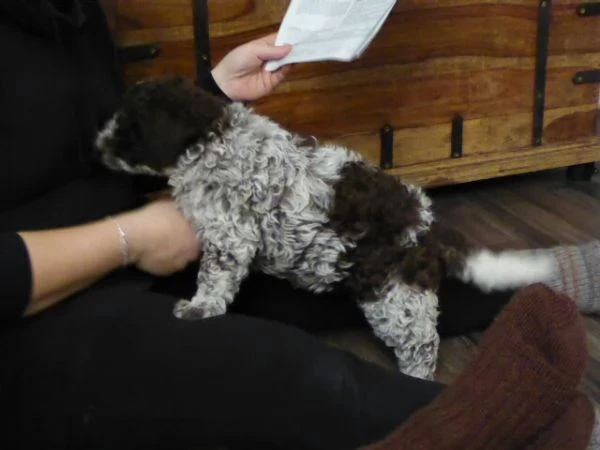 cuccioli di lagotto romagnolo  | Foto 0