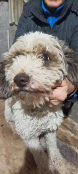 cuccioli di lagotto romagnolo 