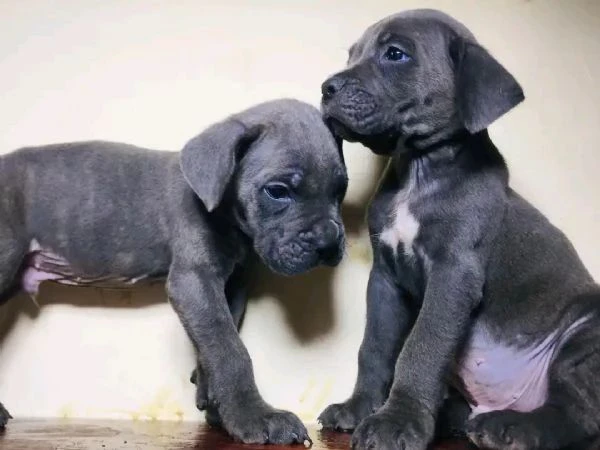 cuccioli cane corso