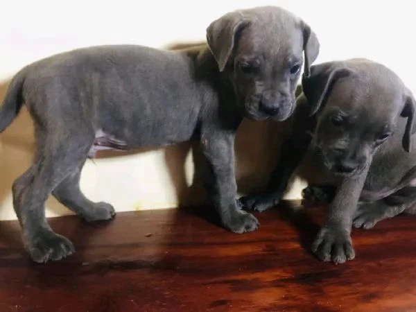 cuccioli cane corso | Foto 3