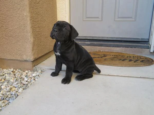 cuccioli cane corso | Foto 2