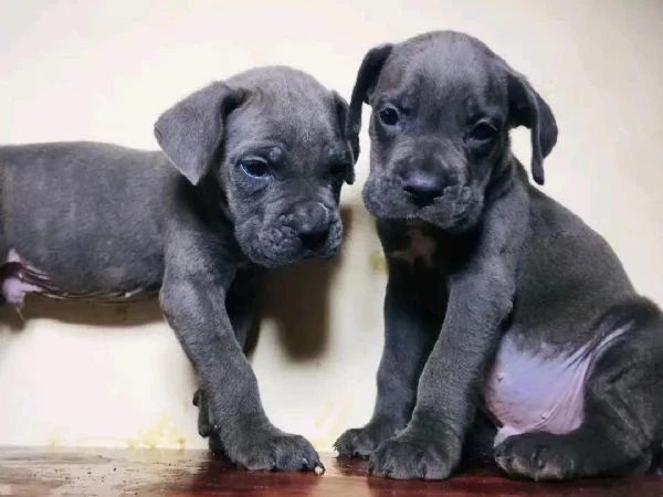 cuccioli cane corso | Foto 1