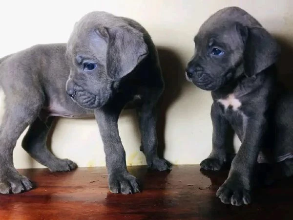 cuccioli cane corso | Foto 0