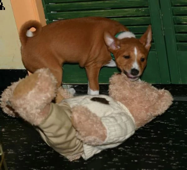 disponibili cuccioli basenji | Foto 0