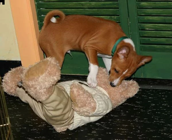 disponibili cuccioli basenji