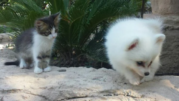 cuccioli di pomerania | Foto 6