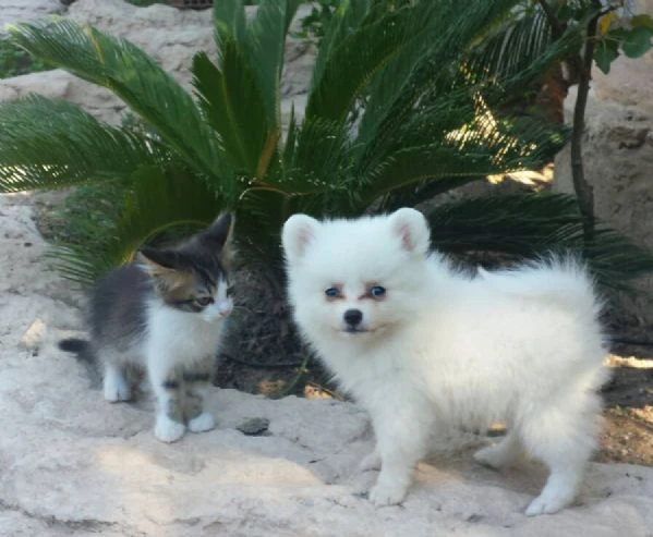 cuccioli di pomerania